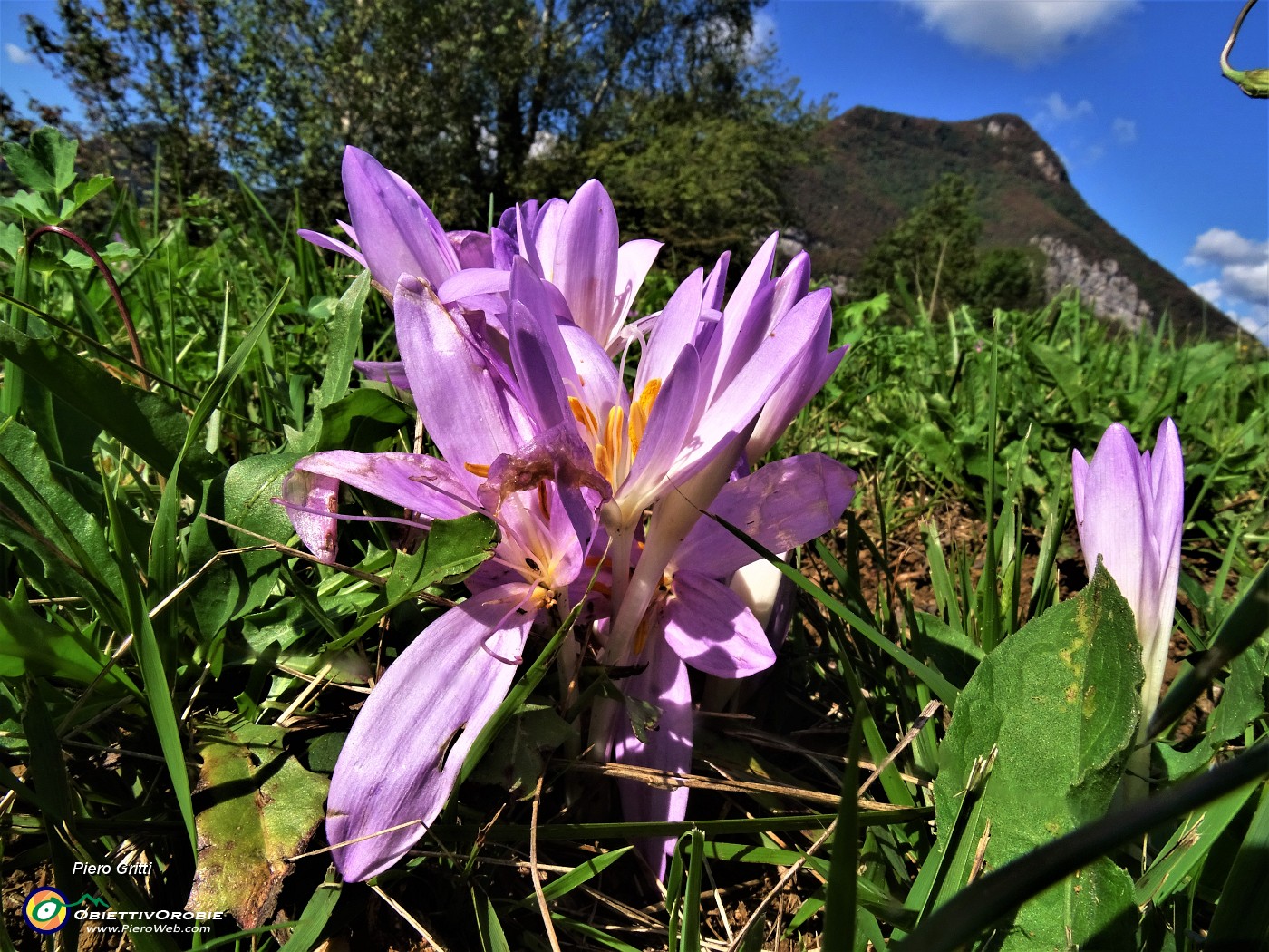 61 Colchicum autumnale (Colchico autunnale) nei prati di Carnito.JPG